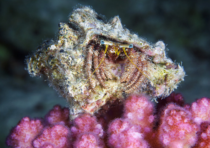 Illustration for article titled Perhaps the Most Beautiful Undersea Photography We've Ever Seen